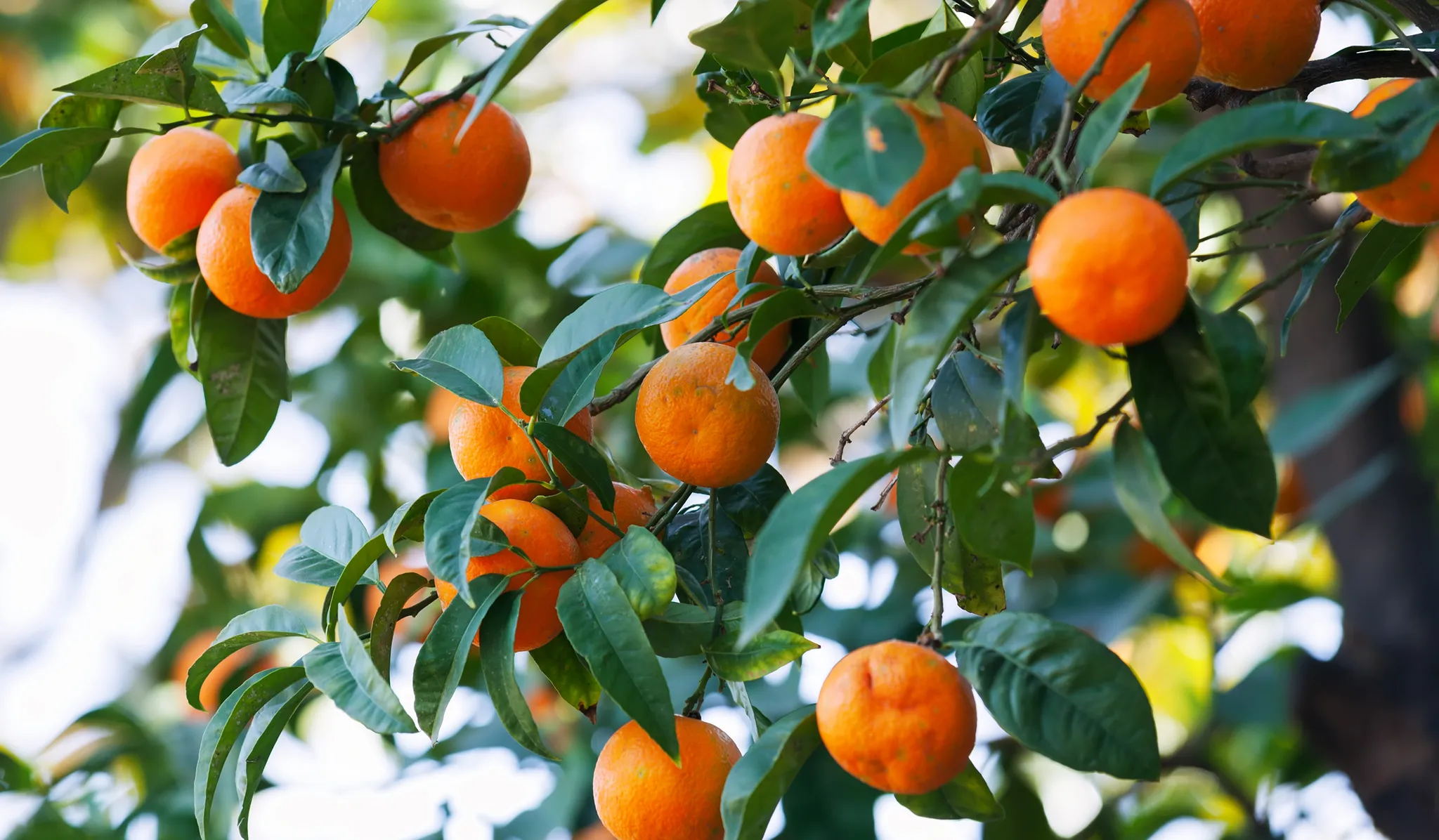 Oranges amères mûrissant sur une branche parmi des feuilles vert foncé
