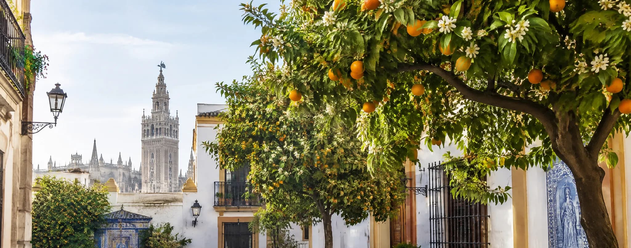 Orangers en fruits et en fleurs dans une rue de maisons blanchies à la chaux de Séville, avec la Giralda et la cathédrale au fond